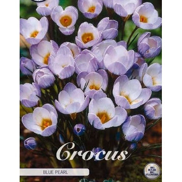 Bägarkrokus-Crocus Chrysanthus 'Blue Pearl' 20-pack